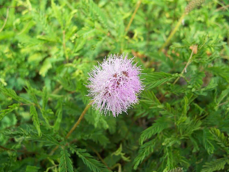 Sunshine Mimosa (Mimosa strigillosa)