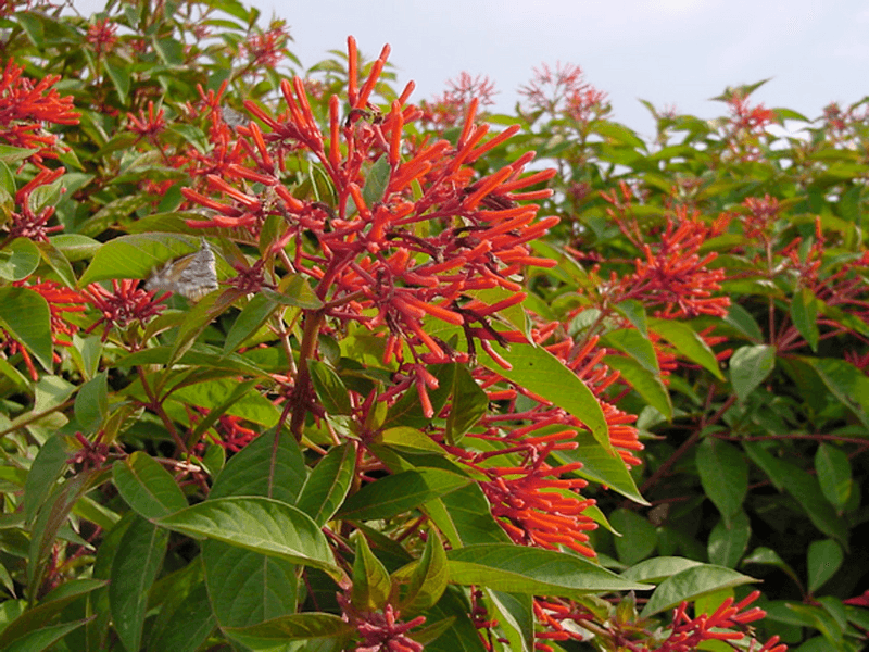 Firebush Stays Strong After Heavy Downpours