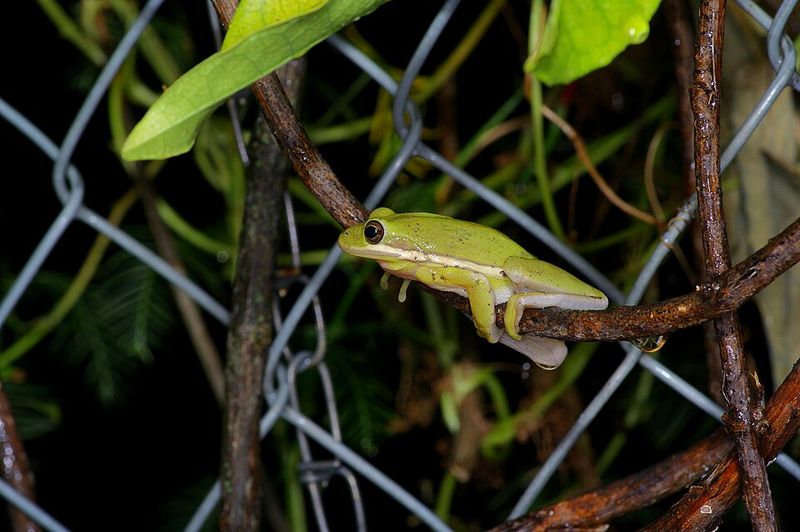Florida's Climate Turns Yards Into Frog Hotspots