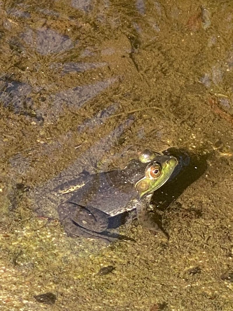 Frog Activity Exposes Your Yard's Moisture Sweet Spots