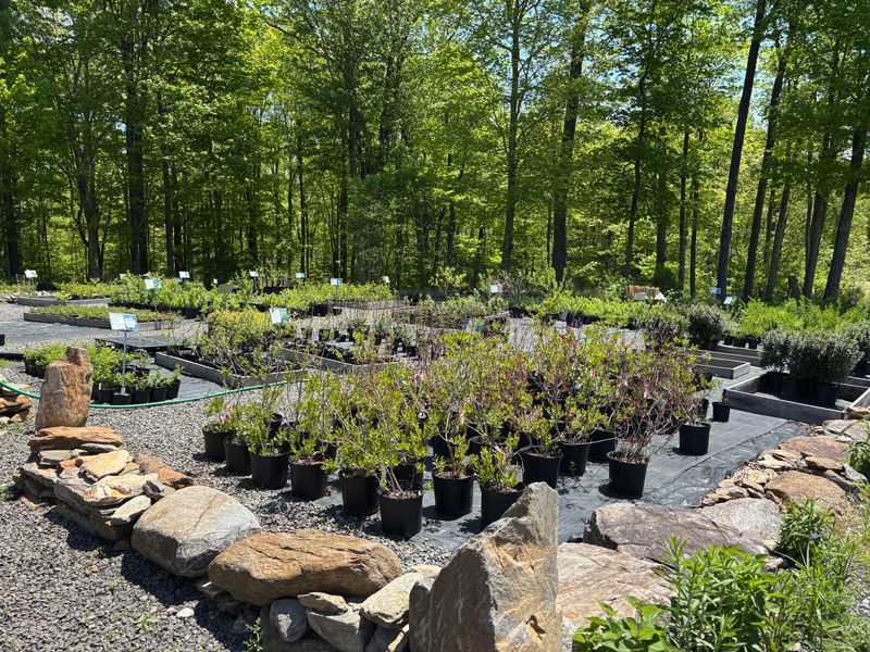 The Demand For Native Plants Keeps Rising Across Connecticut