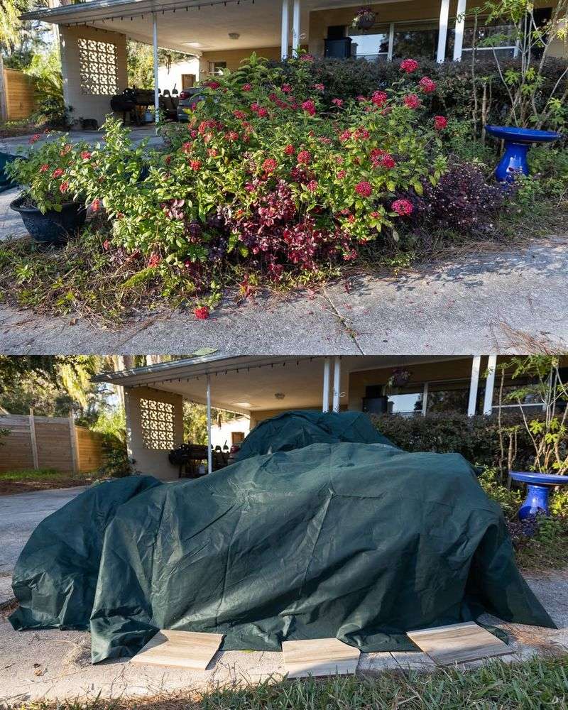 Cover Plants Overnight