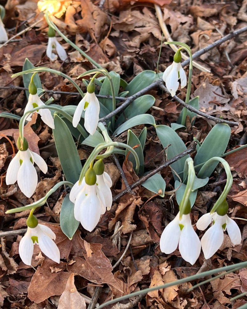 Perennials Start Pushing Through