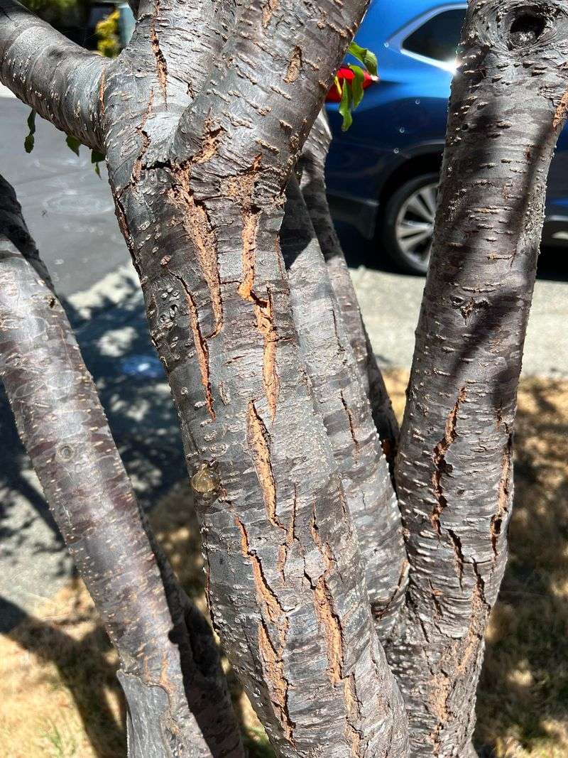 Cracked Or Split Tree Bark
