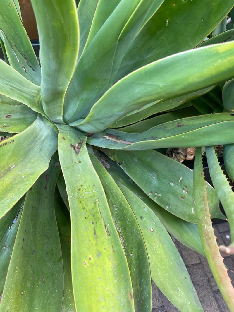 Pests and Diseases Are Usually Minor