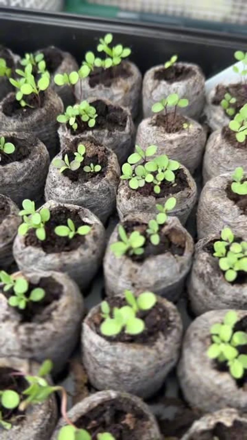 Hardening Plants Makes A Huge Difference