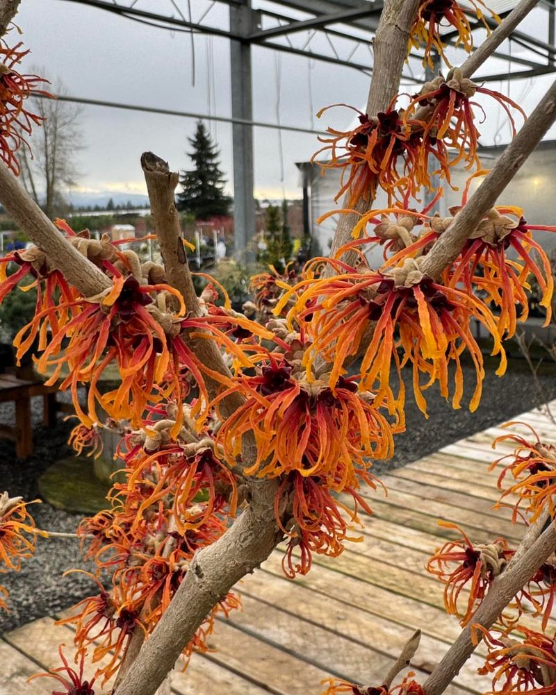 Wind Exposure And Winter Burn