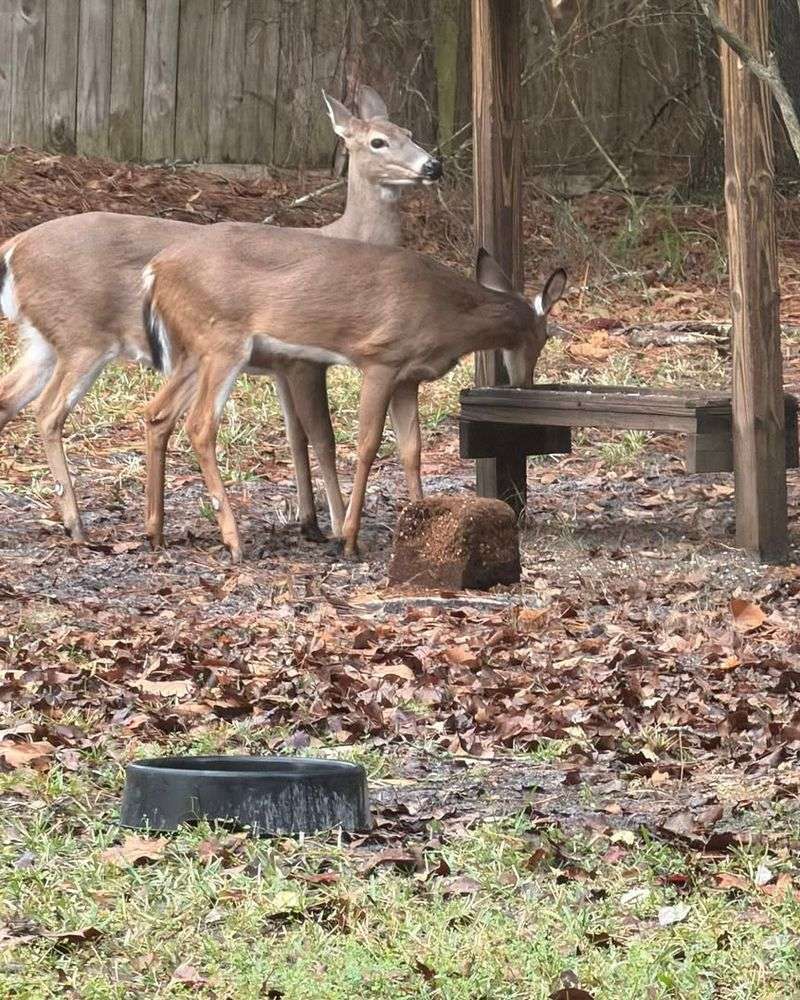Seasonal Food Scarcity