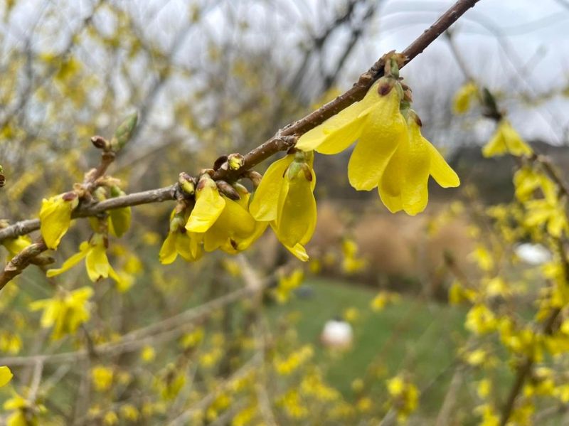 Forsythia