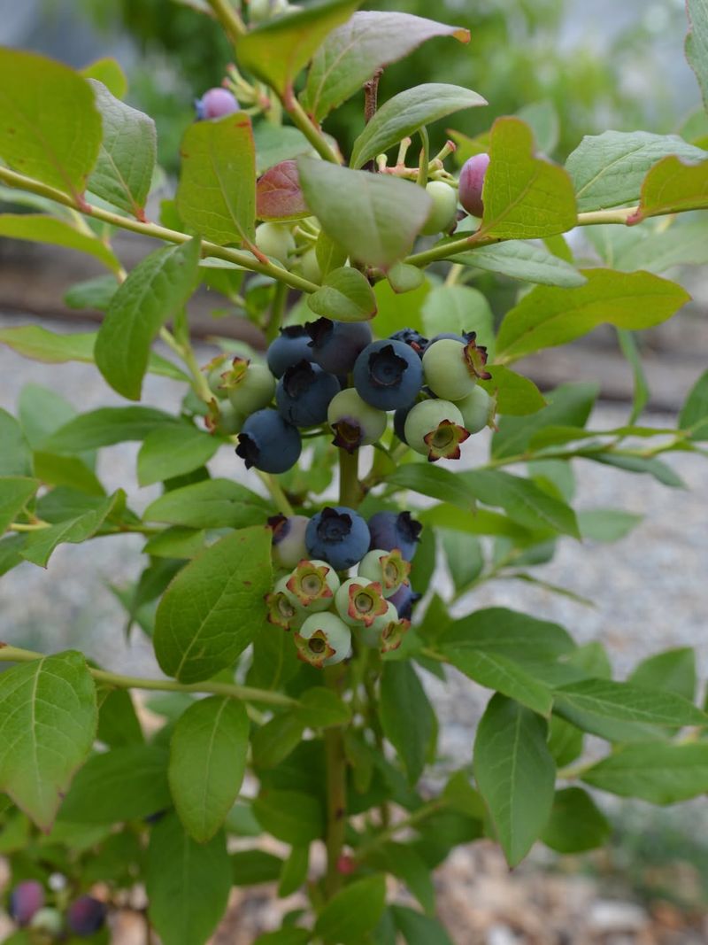Blueberry Bushes