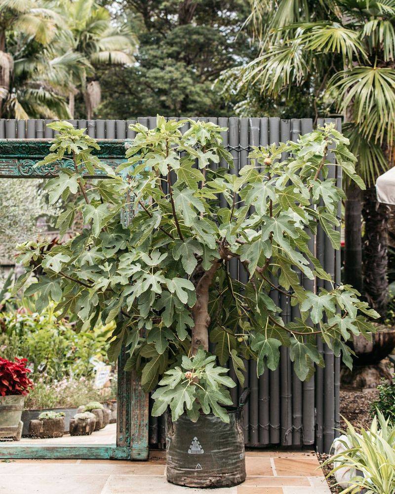 Fig Trees