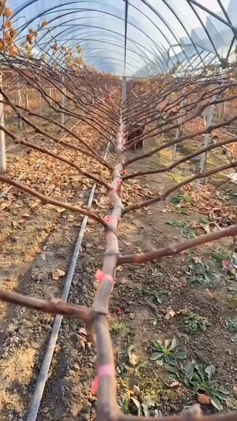 Grape Vines For Better Yields