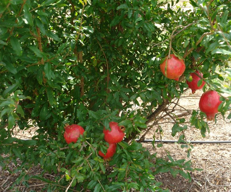 Pomegranate: Winter Shaping For Health