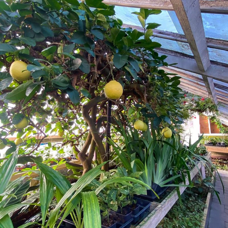 Lemon Trees