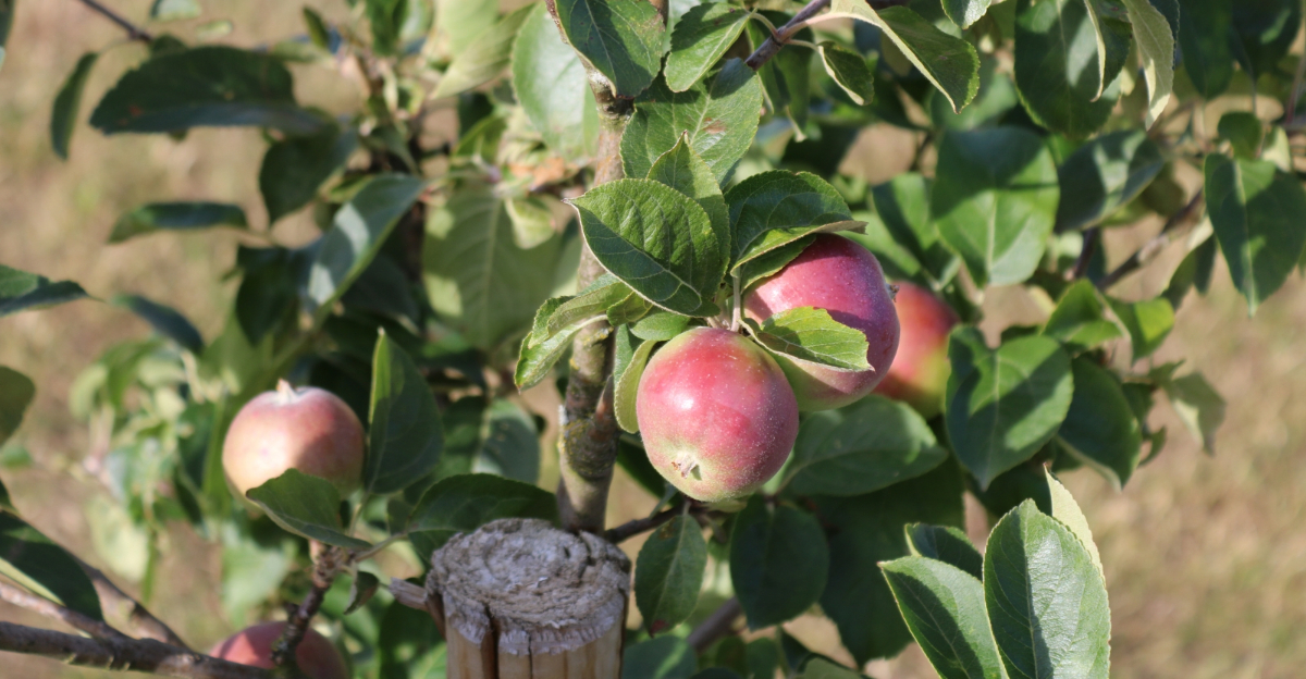 Fruit Trees That Fit Small North Carolina Yards And Still Produce Plenty