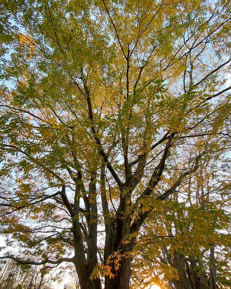 Japanese Zelkova