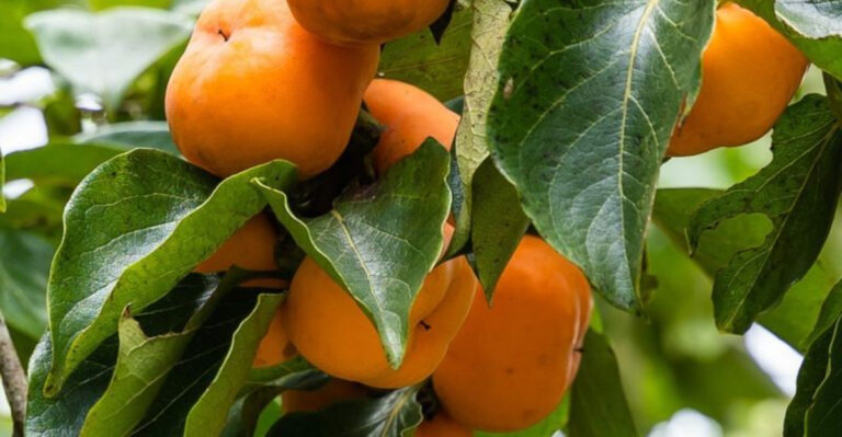 persimmon fruit tree