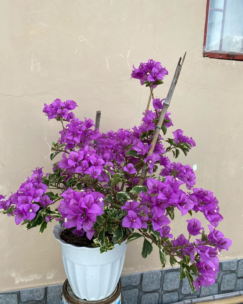 Lightly Feed Bougainvillea For Better Flowers
