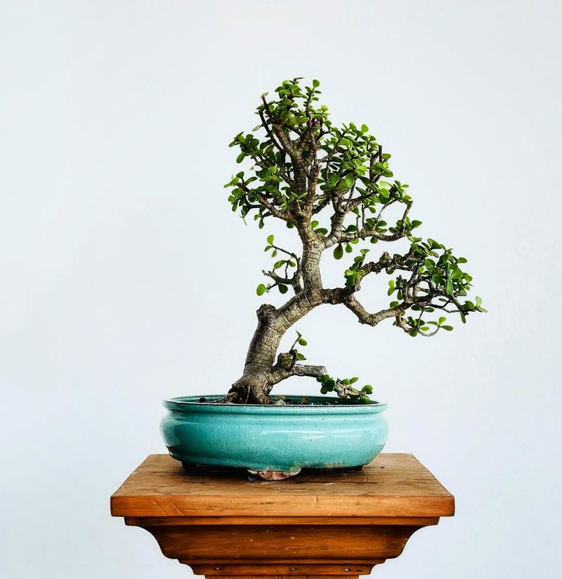 Dwarf Jade (Portulacaria Afra)