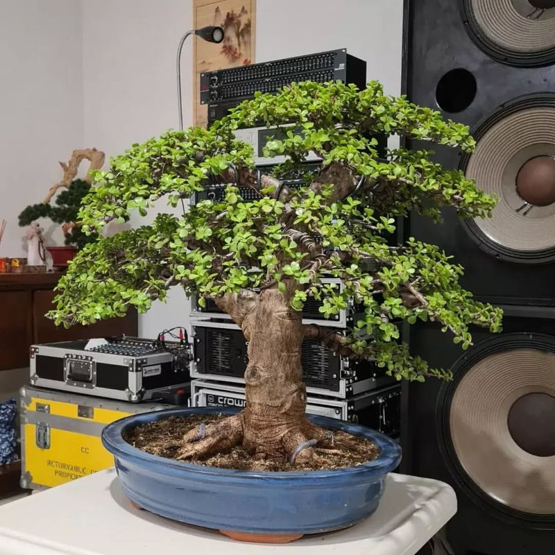 Portulacaria Afra (Elephant Bush)