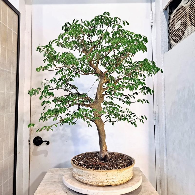 Brazilian Rain Tree