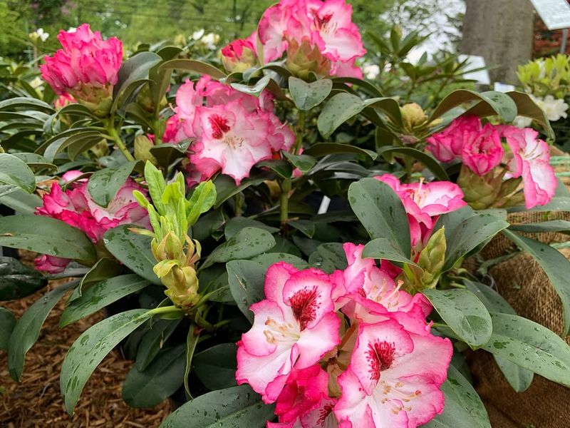 Low-Lying Areas With Poor Drainage