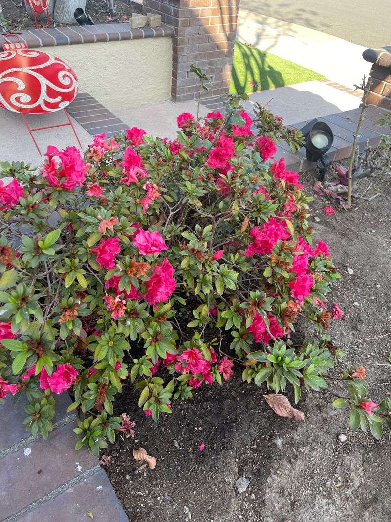 Poorly Drained Clay Soil