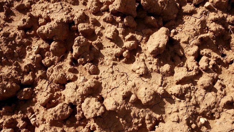 Heavy Clay Soils With Poor Drainage