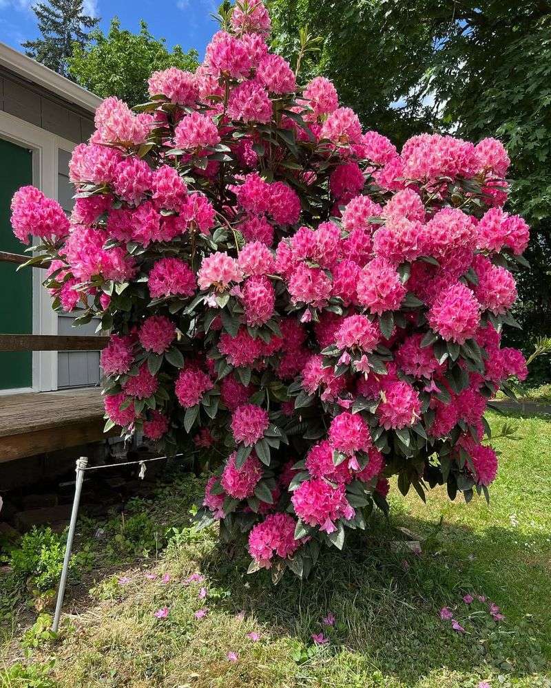 Rhododendrons Teach Oregon's Most Important Lesson