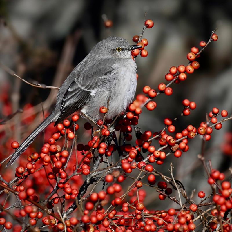 Birds Rely On Winterberry Late In The Season