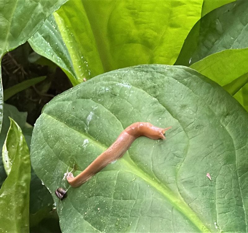 Slugs And Snails Taking Over Everything