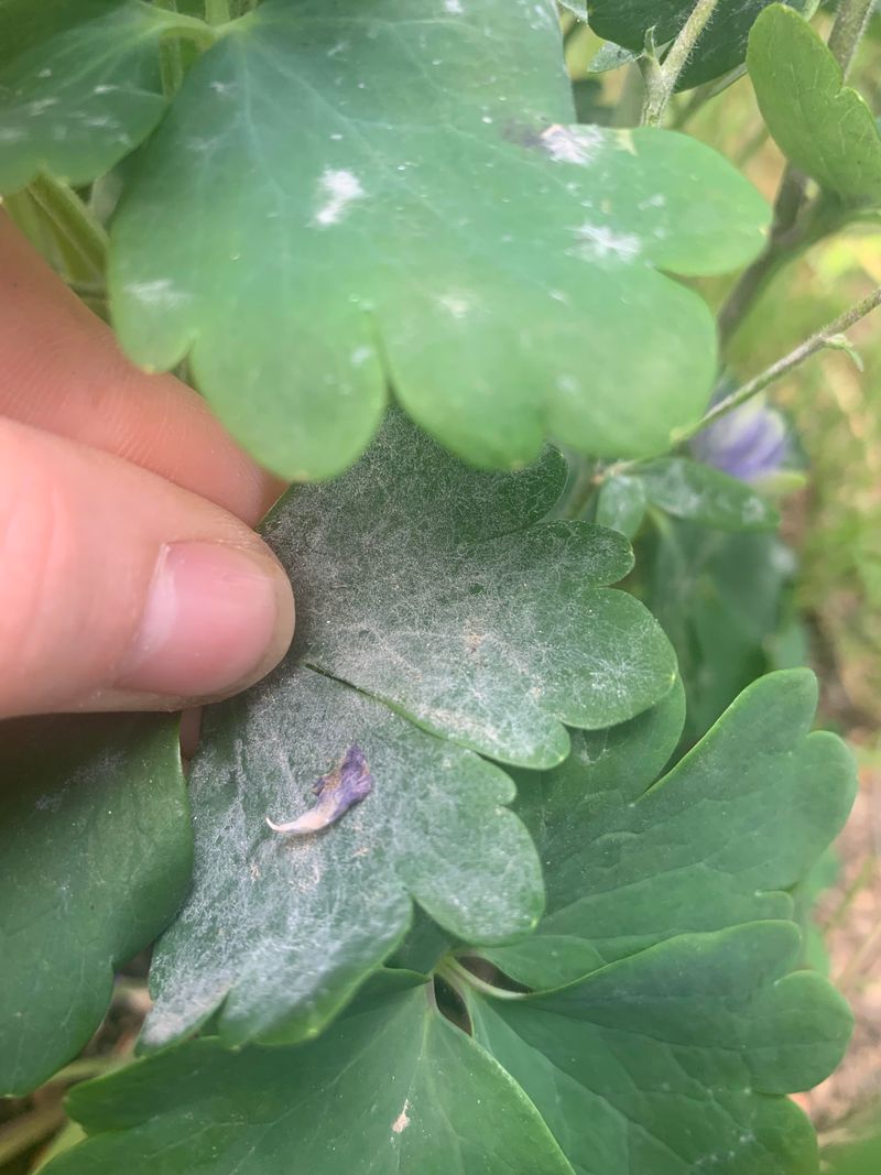 Powdery Mildew That Survives The Cold