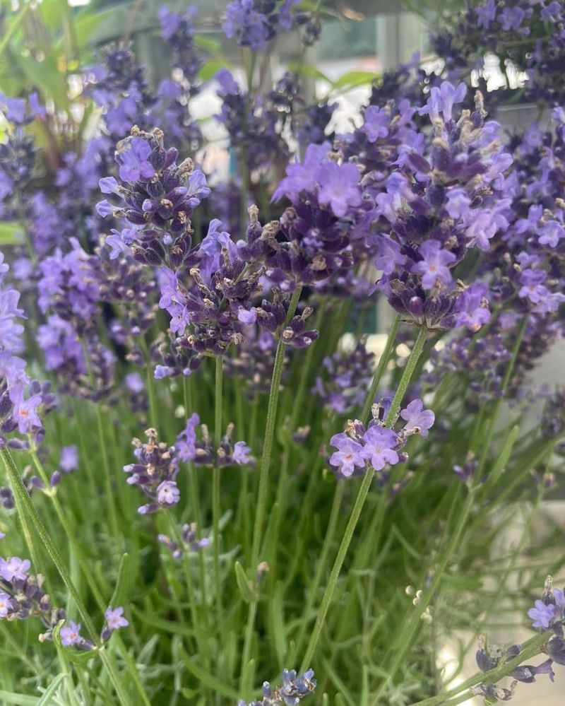 Lavender (Cold-Hardy Varieties)