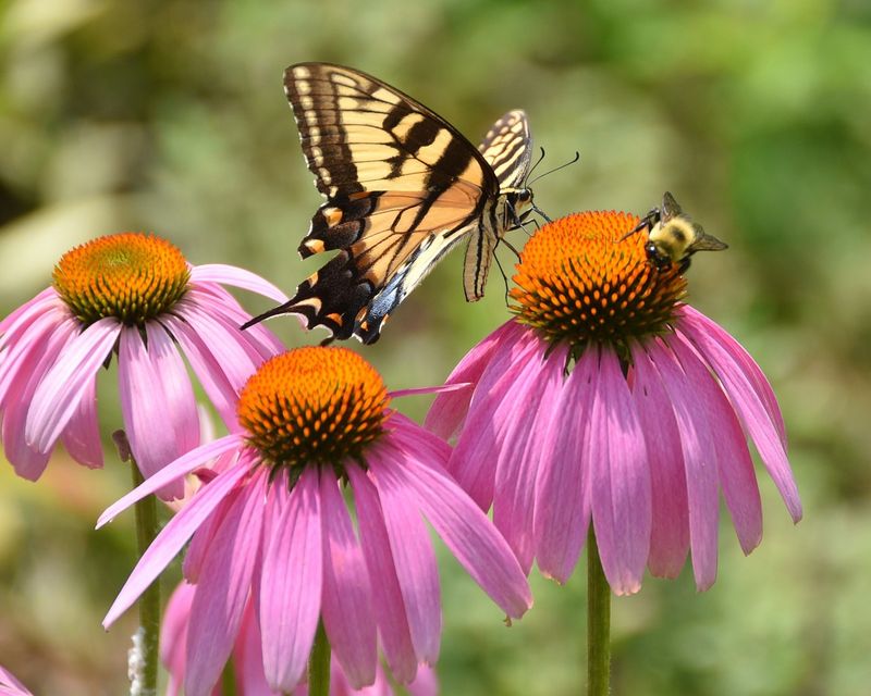 Purple Coneflower Is A Pollinator Favorite