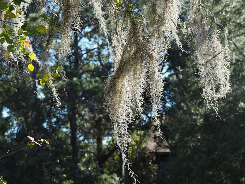 Spanish Moss: Graceful Tree Drapery