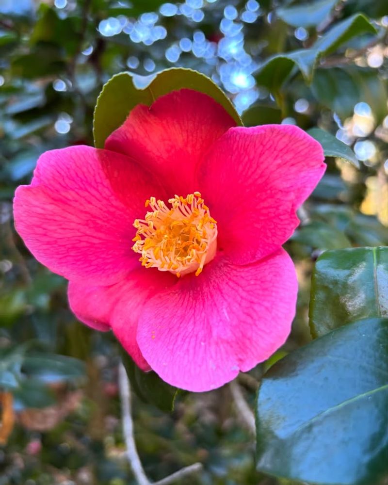 UC Berkeley Botanical Garden