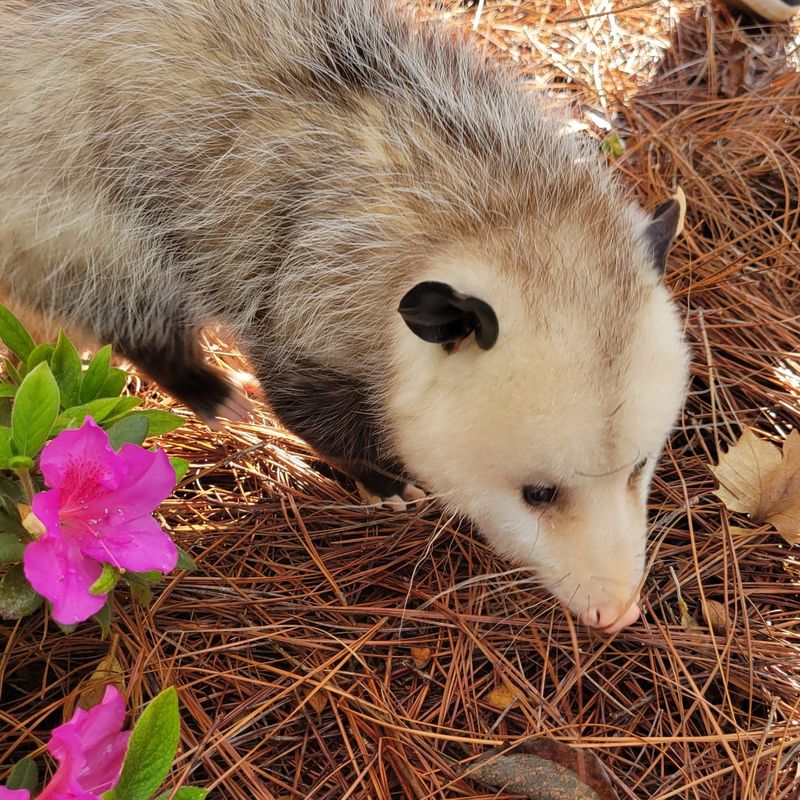 Rabies-Resistant Residents
