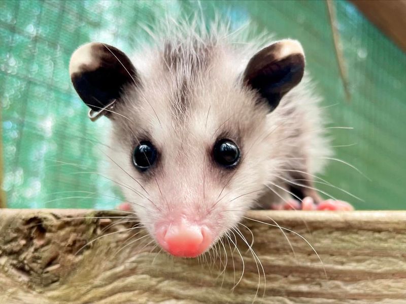 Rabies-Free Wildlife