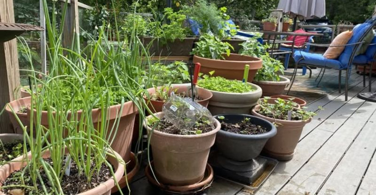 garden (featured image)