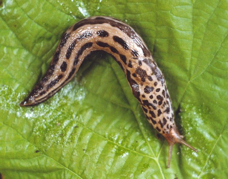 Small Habit Changes That Stop Slugs Long-Term