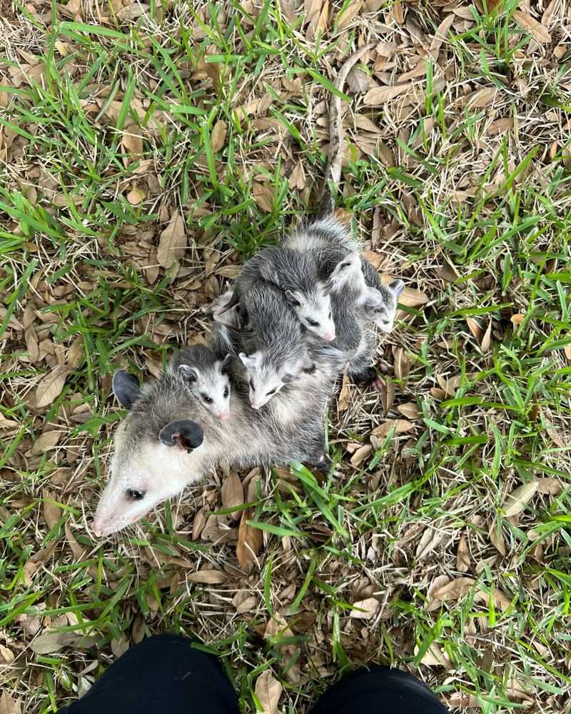 Rabies-Resistant Neighbors