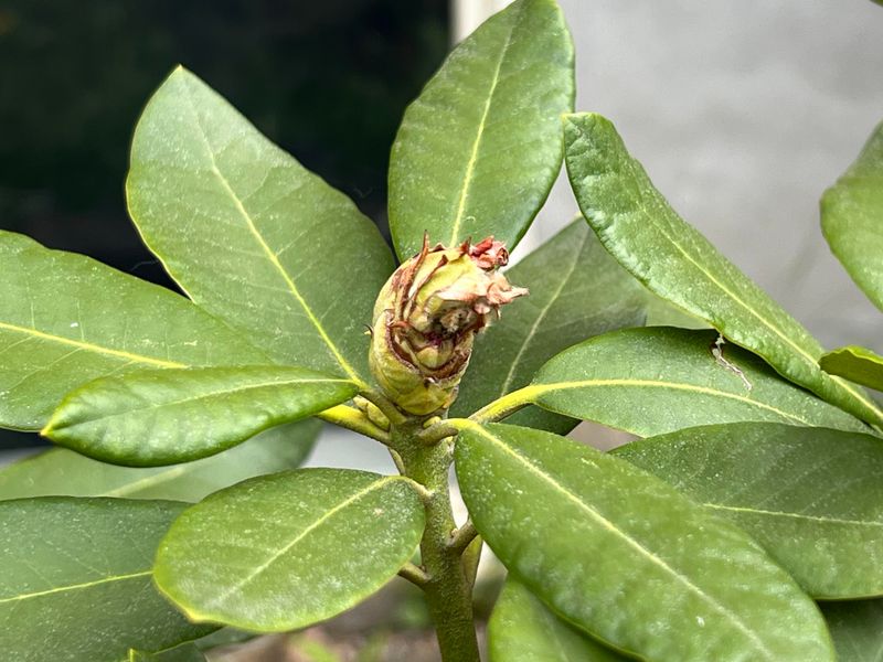 Plants Adjust Slowly Before Spring Growth Takes Off