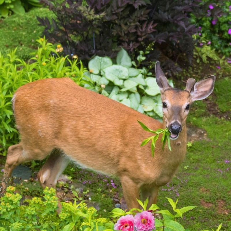 Fruit And Vegetable Appeal
