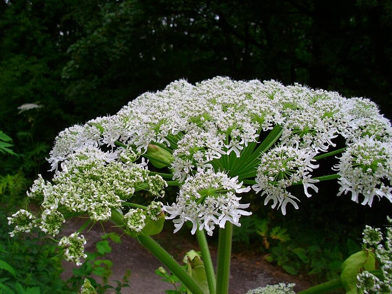 Giant Hogweed (Heracleum mantegazzianum)