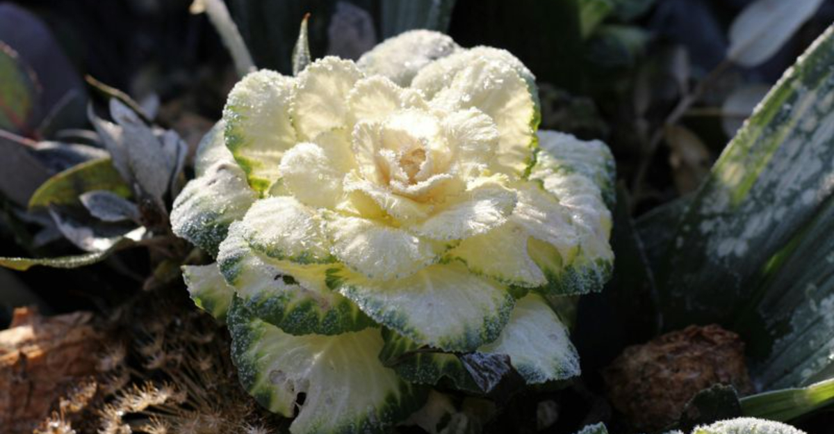 frost covered cabbage in garden
