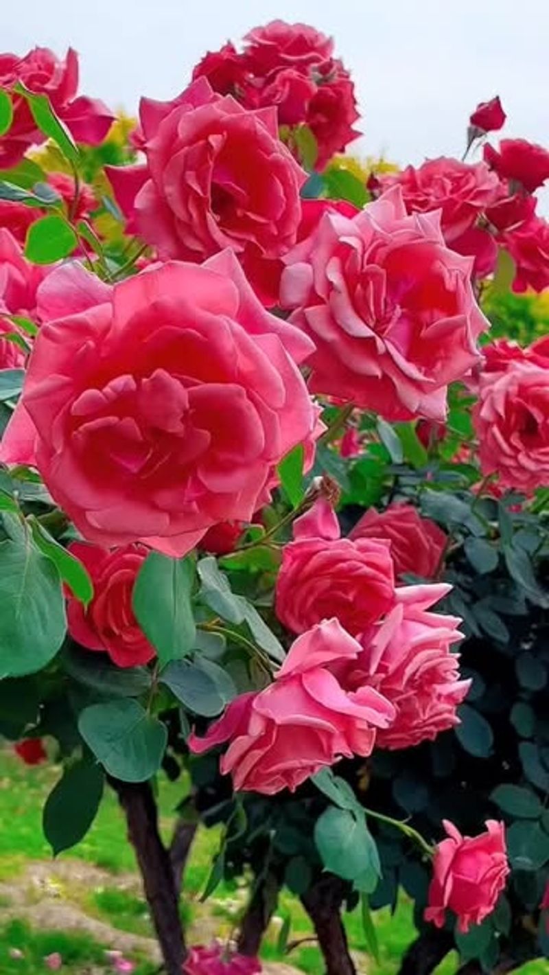Early Propagation Sets Roses Up For A Smoother Season