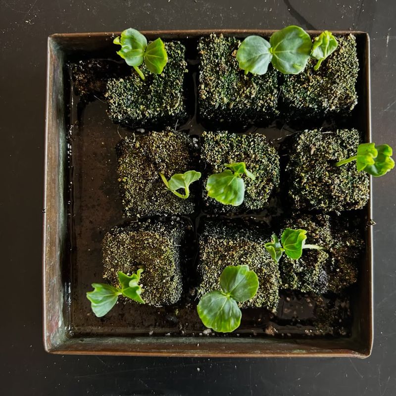 It Helps Identify Strong Seeds Before Planting