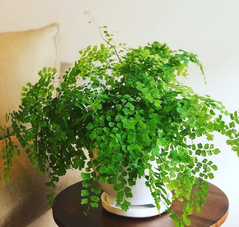 Maidenhair Fern