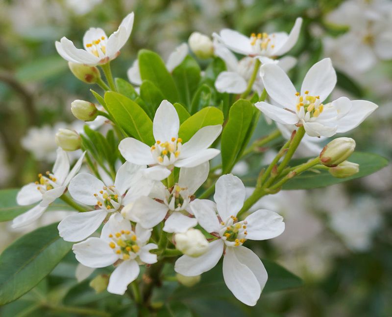 Mexican Orange Blossom