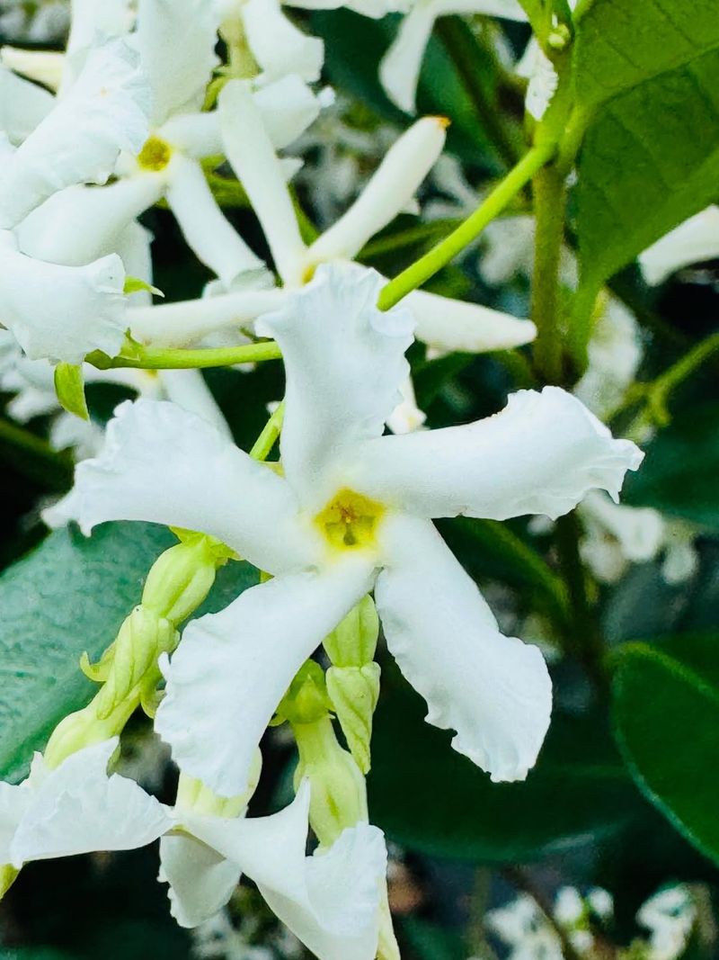 Confederate Jasmine